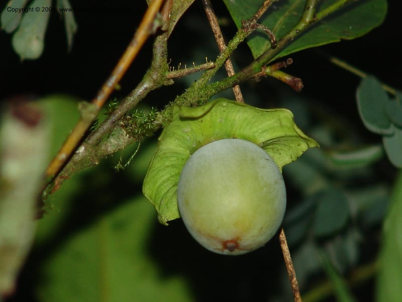 Diospyros, RRanaivojaona1322--Madag. Prov. Fianar. Ranomafana Nat. Pk. 10 Jan 06. 393.jpg
