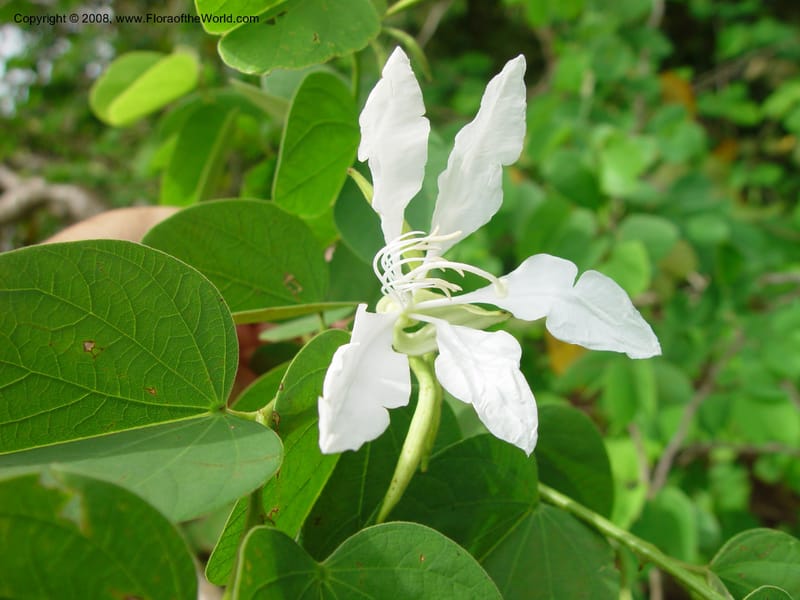 Bauhinia aculeata--FL. Fairchild Tropical Gard. 8 Apr 03. 013.jpg