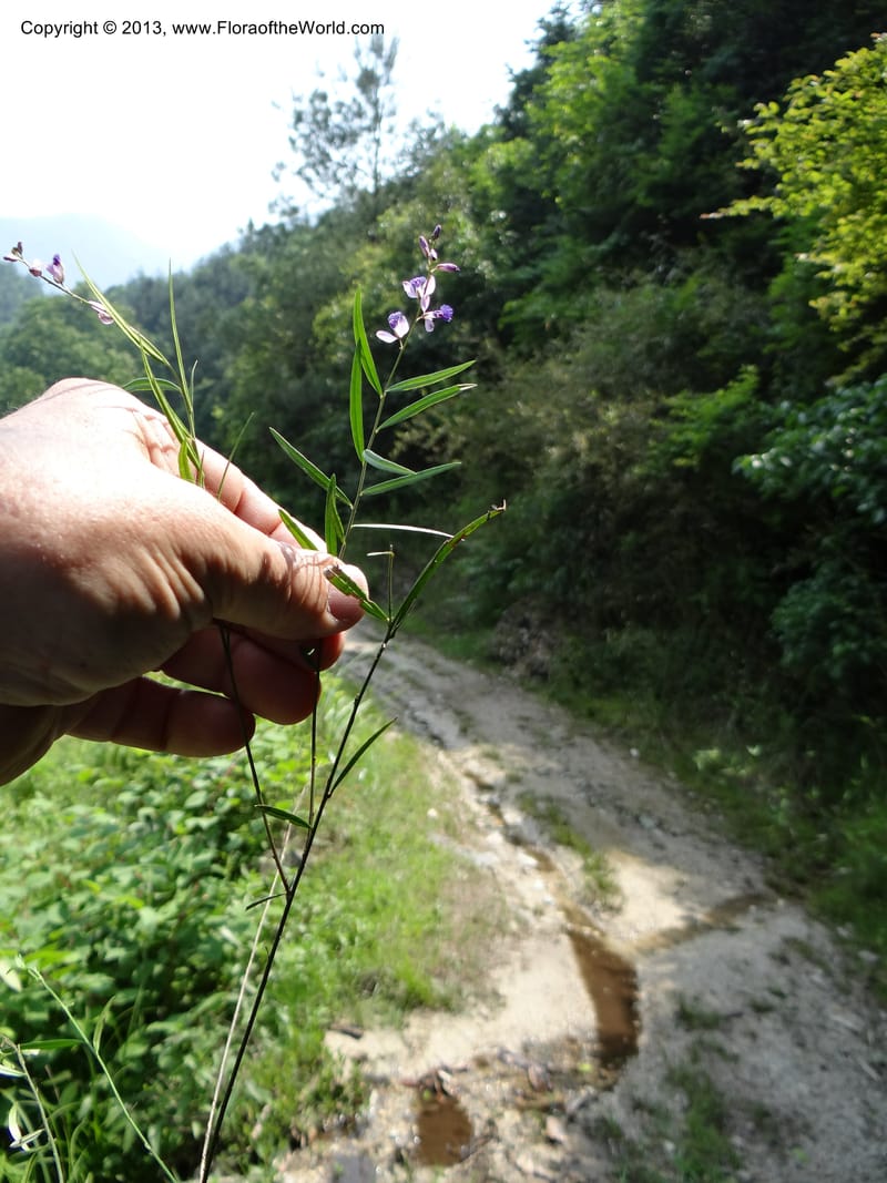 Polygala hongkongensis var. stenophylla, Li Pan 1205288--China. Zhejiang Prov. Shunxi Village. 28 May 2012. DSC00347 (242).JPG