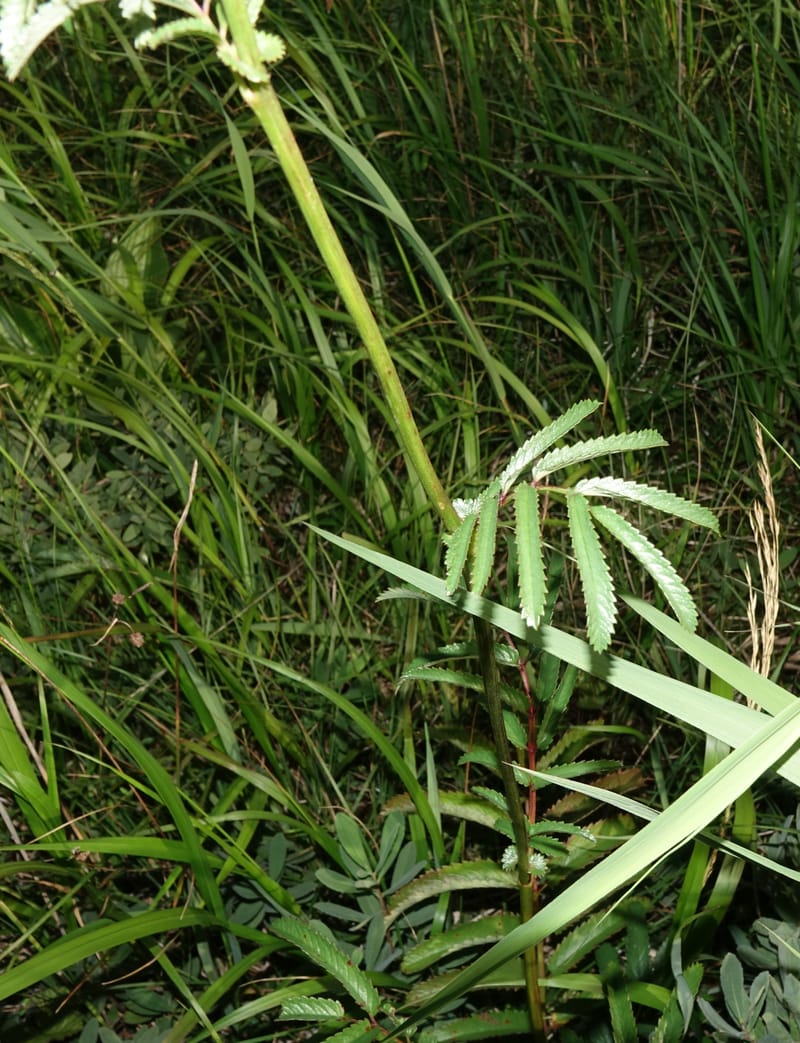 Sanguisorba tenuifolia--Japan. Hokkaido. Sarobetsu. 4 Aug 2016. DSC00970 (109).JPG