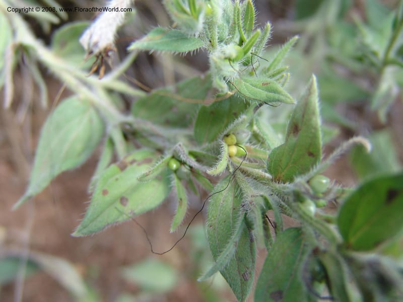 Macromeria viridiflora--AZ. Arboretum at Flagstaff. 3 Sep 04. 157.jpg