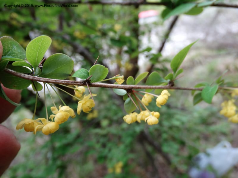 Berberis, Boufford, D 43610--China. Sichuan. ShaShiDuo. 8 May 2014. DSC04232 (221).JPG