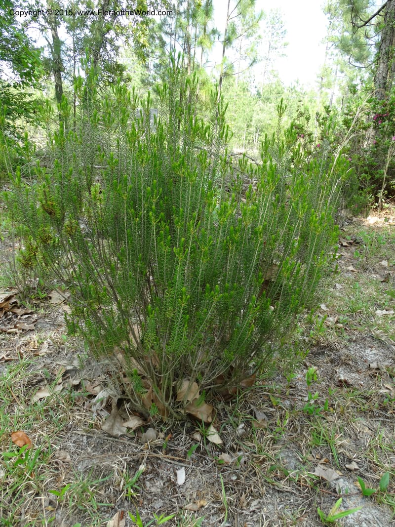 Ceratiola ericoides, Davidson, C 13062--South Carolina. Lexington Co. Redmond Rd. 20 May 2015. DSC06945 (22).JPG