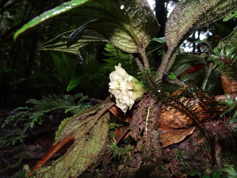 Pentaphragma, SAN.153210--Malaysia, Sabah. Mt. Kinabalu. 5 Apr 2012. DSC06767 (210).JPG