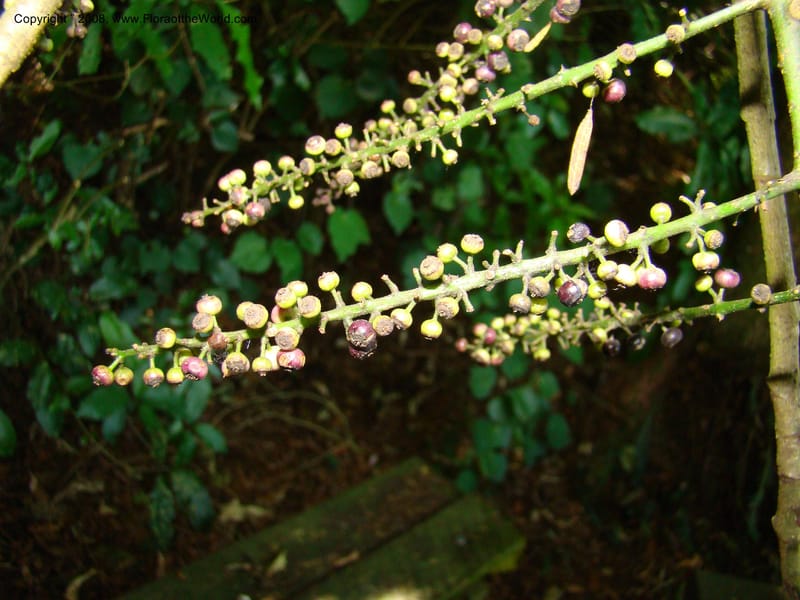New Zealand. Waikato Distr. Puke Moke Moke Res. 26 Nov 07. 045.jpg
