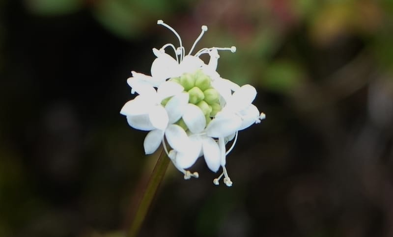 Sanguisorba filiformis, D. Boufford 44079--China. Sichuan. Wuxu Haizi. Glacial lake. 18 Aug 2017. DSC07392 (14).JPG