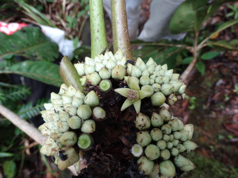 Plerandra insolita, Plunkett, G 3186--Fiji. Waisali Rainf. Reserve. 4 Nov 2015. DSC08848 (249).JPG