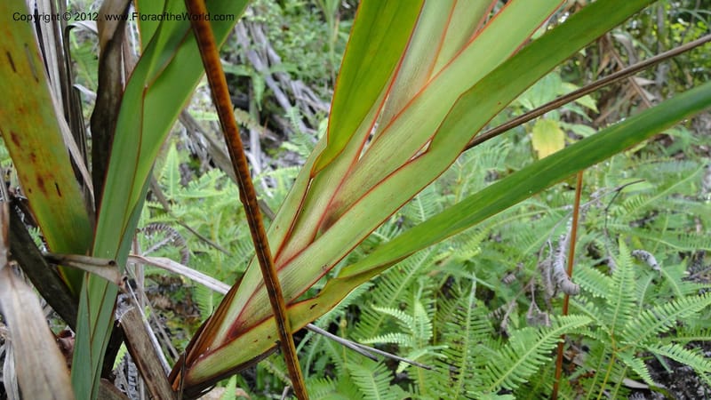 Dianella ensifolia, A. Ramahefaharivelo 168--Madagascar. Ambolotara. Ambodini, Vatovavy. 3 May 2010 177 (60).jpg