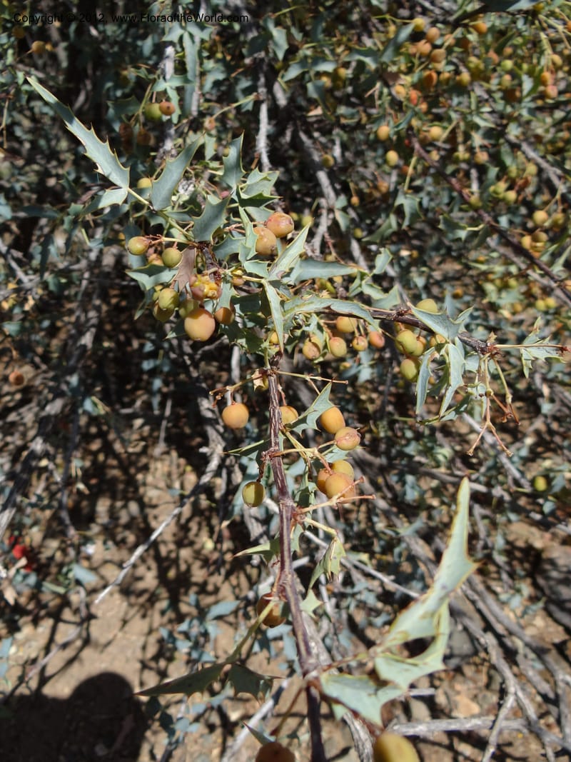 Berberis haematocarpa, Davidson, C 11937--AZ. Yavapai Co. Crown King Rd. 7 May 2012. DSC0894 1 (279).JPG