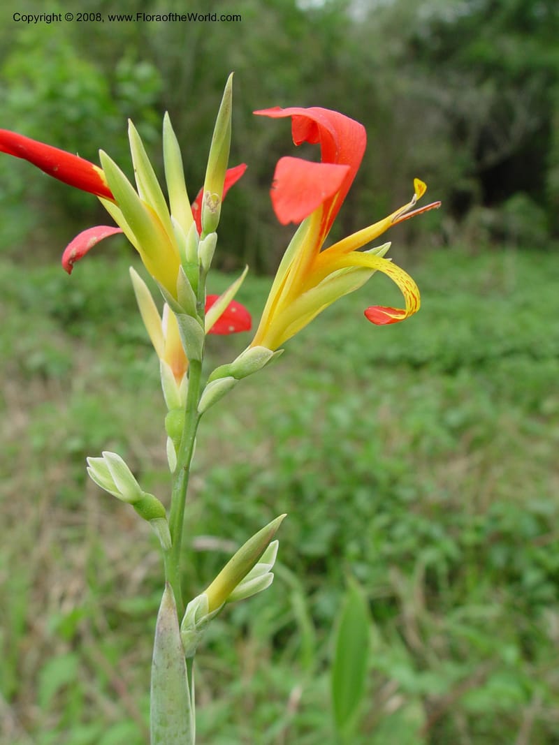 Canna indica--So. Africa. Natal  Bot. Gard. 6 Oct 03. 055.jpg