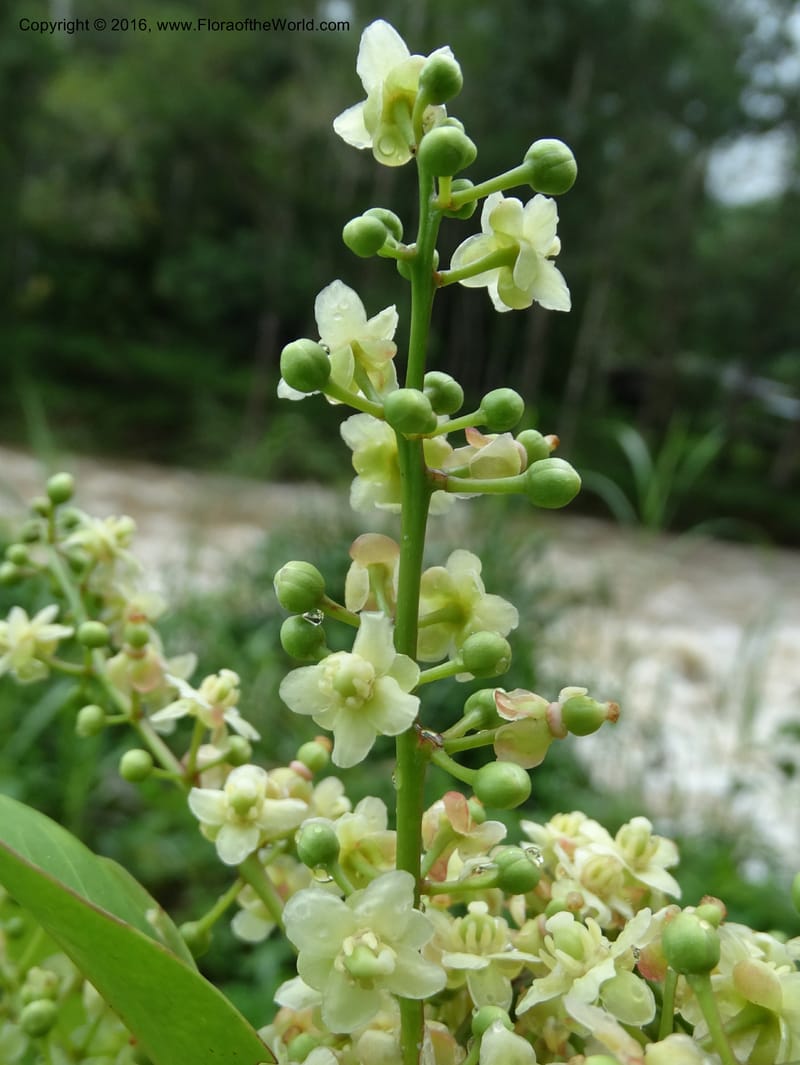 Lepisanthes fruticosa, Buerki, S 361--Sabah. Ulu Senagang. 9 Oct 2014. DSC03434 (47).JPG