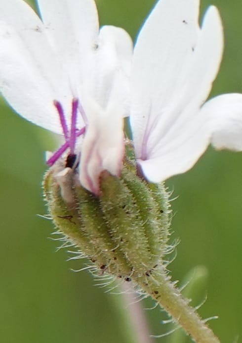 Blepharipappus scaber, C. Davidson 13761--Oregon. Wallowa Co. Zumwalt.Trail Cr. Rd. 4 Jun 2018. DSC04078 (429).JPG