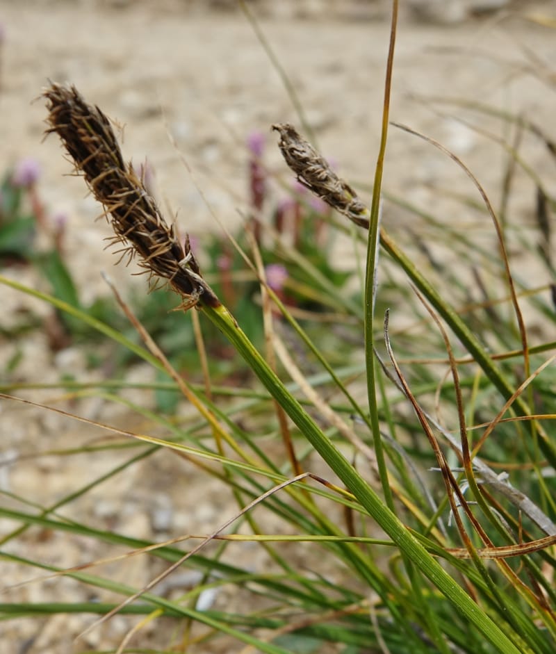 Carex atrofusca subsp. minor, D. Boufford 44061--China. Sichuan. Zhe Duo Shan. 17 Aug 2017. DSC06717 (349).JPG