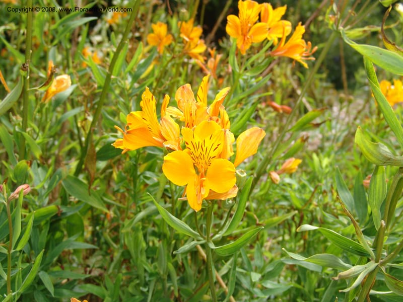 Alstroemeria aurantiaca, s.n.--CA. San Francisco Arboretum. 9 Aug 07. 576.jpg