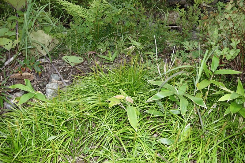 Japanolirion osense--Japan. Hokkaido. Teshio Exptl. For. 3 Aug 2016. DSC00757 (11).JPG
