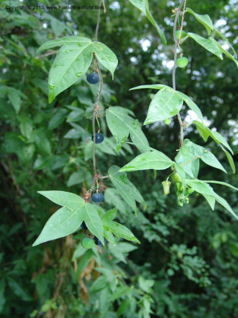 Passiflora suberosa--So.Africa. Lowveld Nat. Bot. Gard. 14 Mch 05. 118.jpg