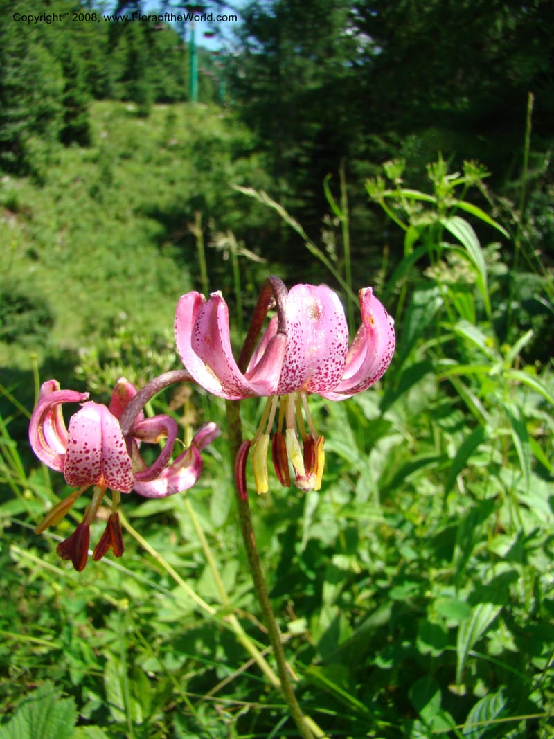 Lilium martagon, CDavidson11254--Slovenia. Gorenska Reg. Velika Planina. 6 Jul 08. 144.jpg