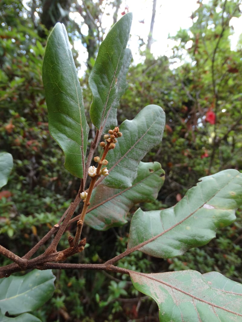 Storthocalyx sordidus, Callmander, M 1230--New Caledonia. Haute Robinson. 11 Nov. 2015. DSC00909 (102).JPG