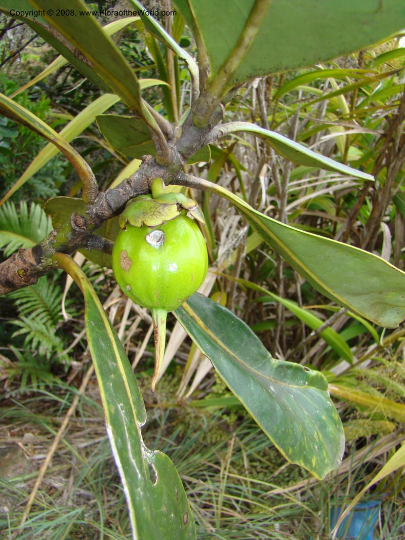Strasburgeria robusta, JMunzinger4877--New Caledonia. Monts Dzumac. 20 Nov 07. 111.jpg