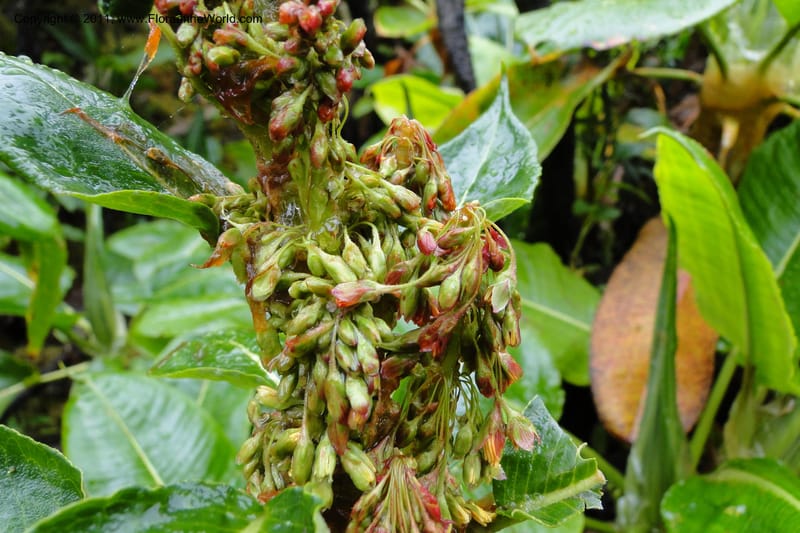 Rumex tolimensis, Ulloa 1994--Ecuador. Napo. Papallacta to Baeza. 1 Jun 2011. 376 (21).jpg