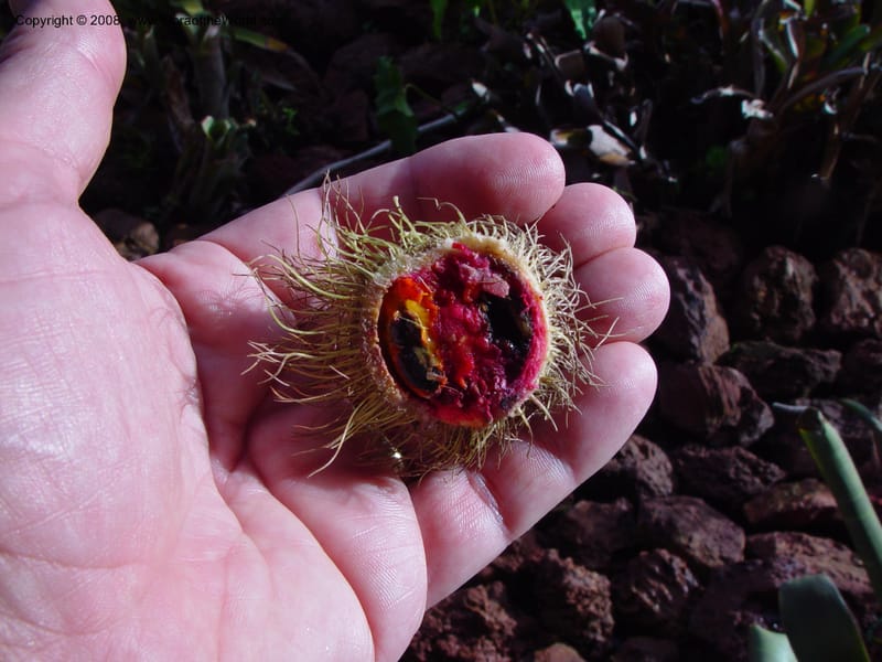 Sloanea grandiflora, JSmith4209--Fr. Guiana. Matoury Mts, near Cayenne. 21 Mch 02. 006.jpg