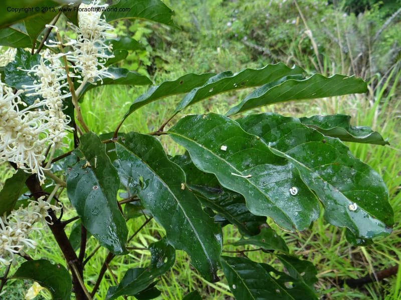 Cardwellia sublimis, Gray, B 9635--Australia. Queensland. Palmerston Highway. 12 Nov 2013. DSC08251 (10).JPG