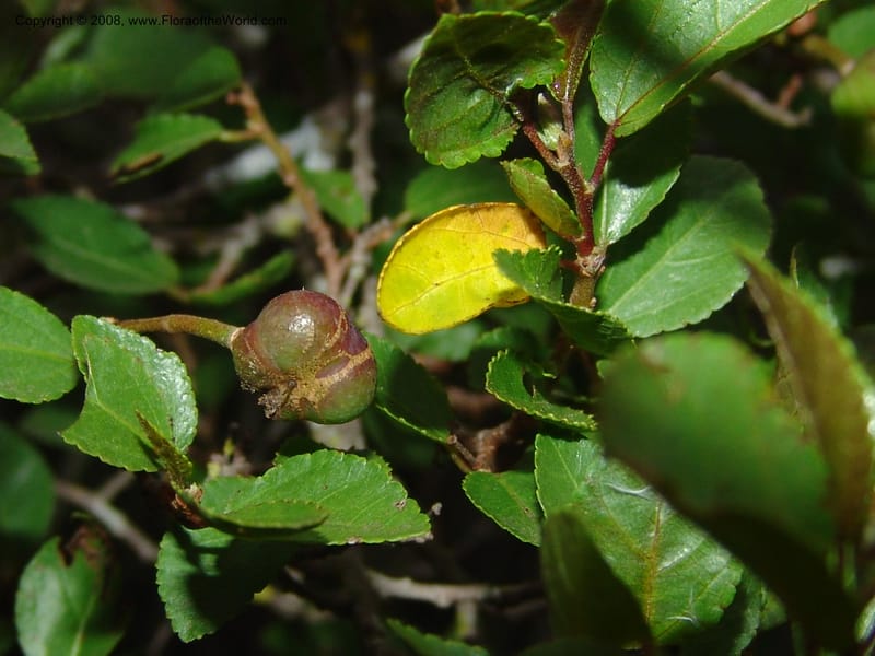 Grewia occidentalis--So.Africa. E. Cape. Uitenhage Nat. Res. 6 Mch 05. 206.jpg