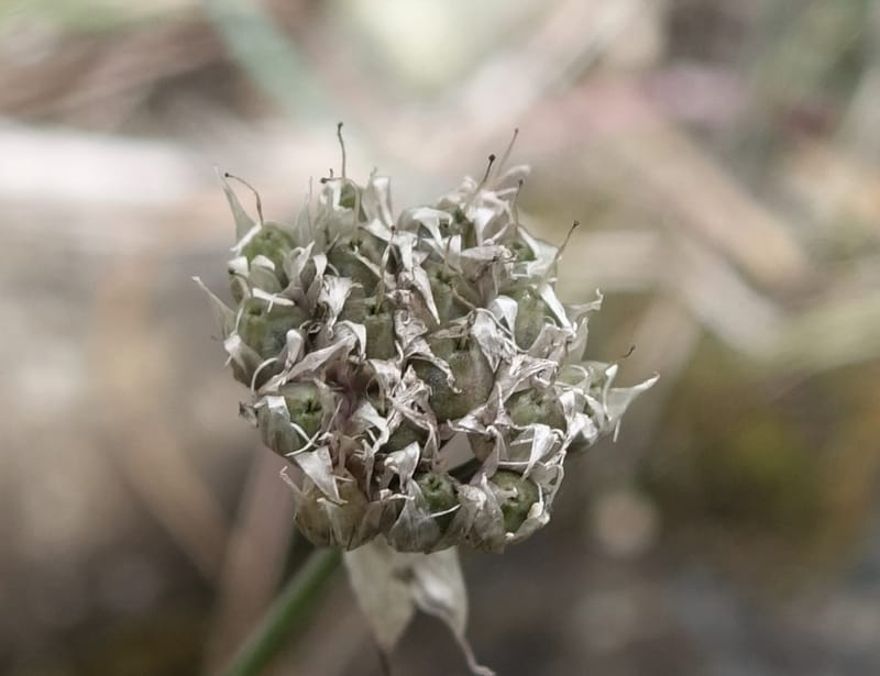 Allium schoenoprasum--Japan. Hokkaido. Teshio Exptl. For. 3 Aug 2016. DSC00757 (75).JPG