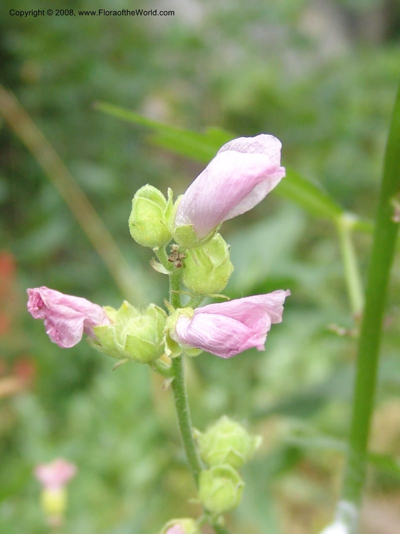 Sphaeralcea rivularis, CDavidson11116--ID. Adams Co. For. Serv. Rd. 453, to Goose Lk. 20 Jul 07. 173.jpg