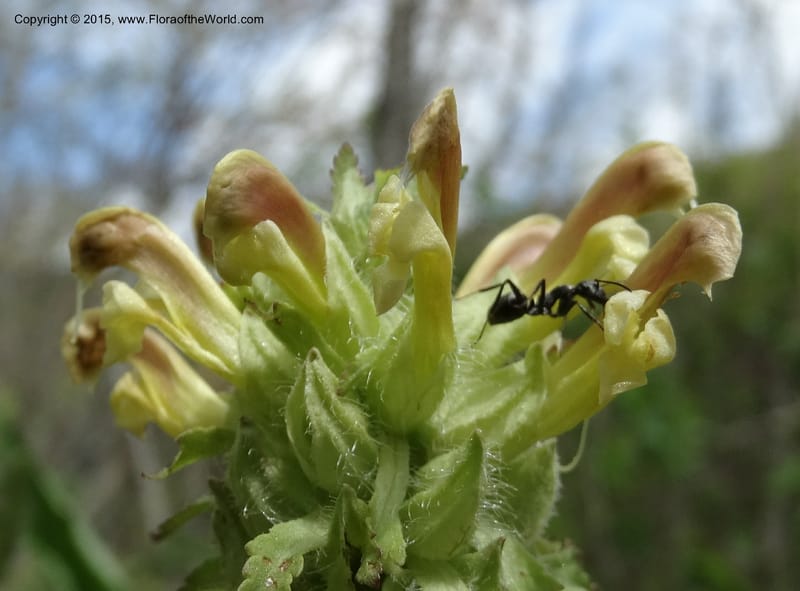 Pedicularis canadensis, Davidson, C 12963--North Carolina. Trans. Co. NC 215 and BRP. 12 May 2015. DSC04292 (51).JPG