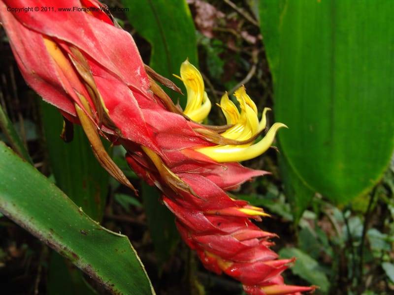 Pitcairnia ferrell-ingramiae, Croat95131--Ecuador. Esmeraldas. Alto Tambo. 21 Feb 05. 249 (2).jpg
