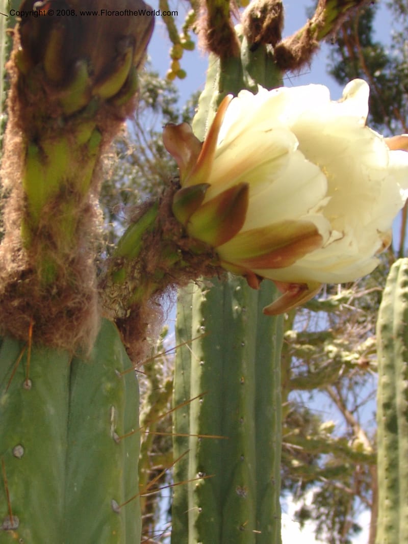 Trichocereus bridgesii--Bolivia. La Paz. Jardin Botanico La Paz. 3 Dec 04. 106.jpg