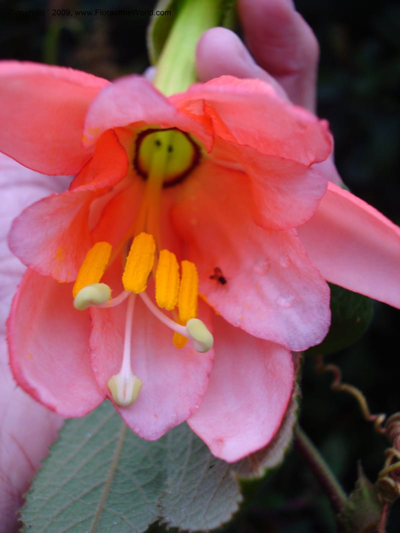Passiflor...DN16042,Ecuador.Prov.ZamoraC.Tapichalaca Lodge26Sep2007 075.jpg