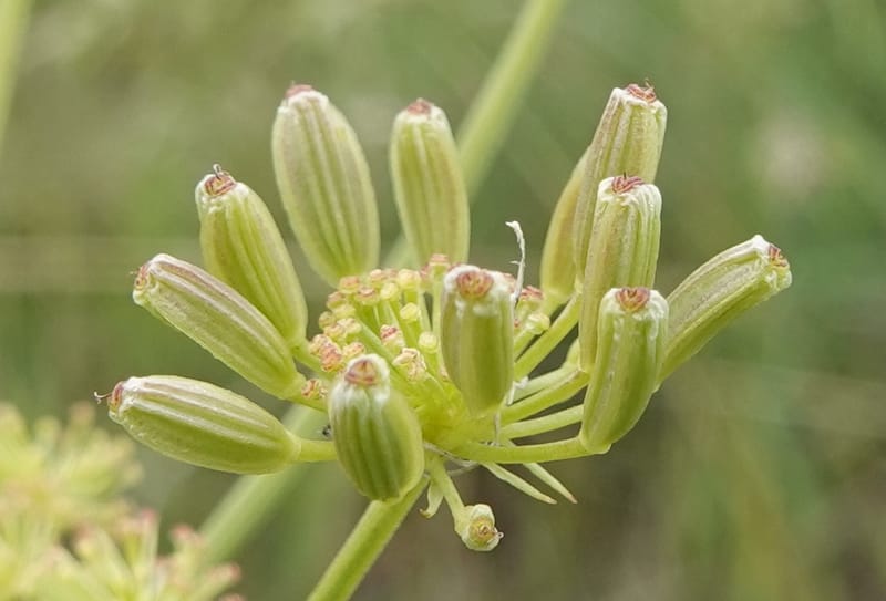 Lomatium triternatum, C. Davidson 13753--Oregon. Wallowa Co. Zumwalt.Trail Cr. Rd. 4 Jun 2018. DSC04078 (119).JPG