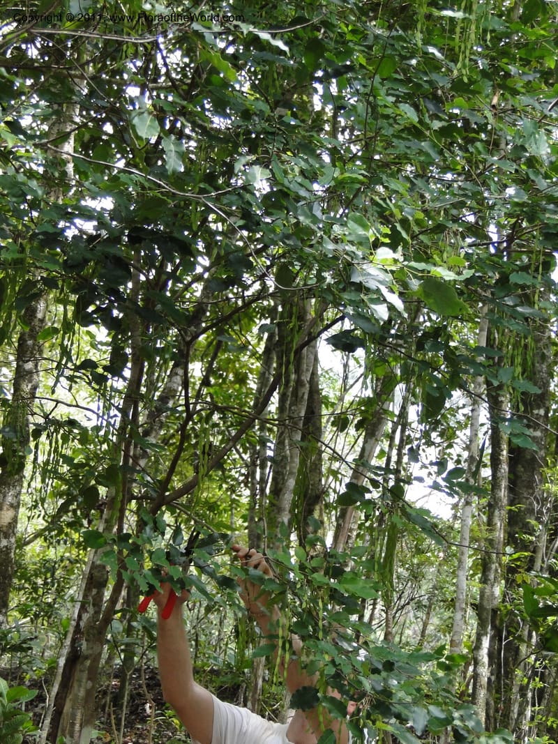 Arthroclianthus, sp. unk., M. Callmander 764--New Caledonia. Upper Tene River Valley. 19 Jan 2010. 686 (1).JPG