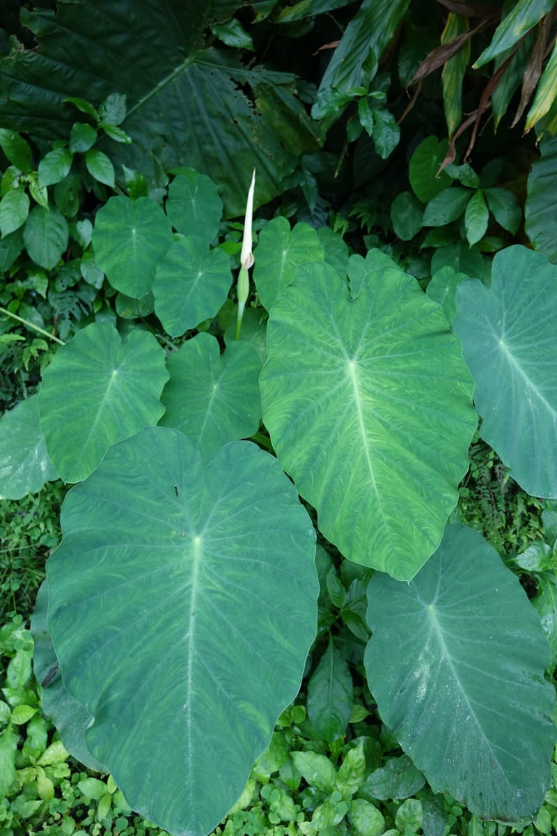 Colocasia formosana, Chung Kuo-Fang 3352--Taiwan. Wulai Distr. Wulai village. Hsing Hsian Trail. 19 May 2016. DSC03046 (225).JPG
