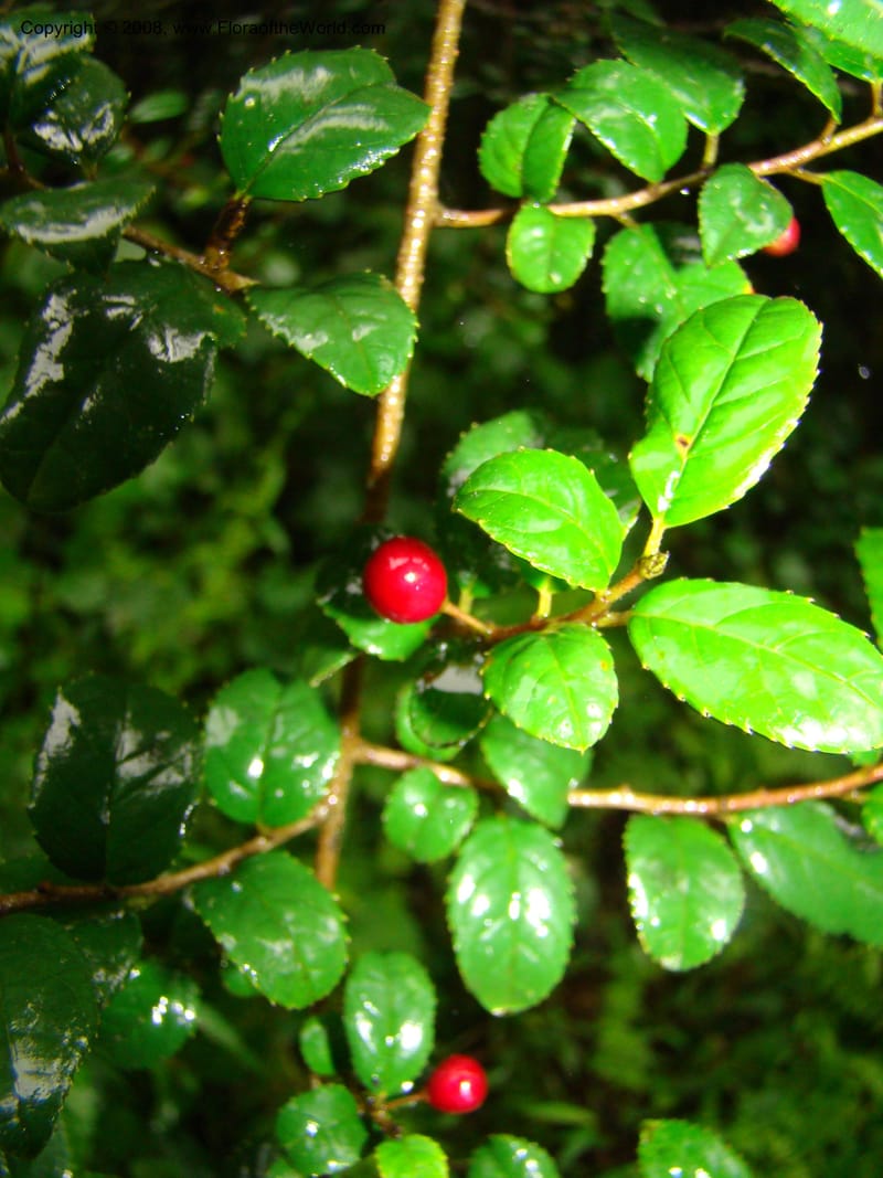 Rhamnus prinoides, RGereau7029--Tanz. Mbeya Rural Distr. Ngozi Crater. 26 Jan 08. 061.jpg