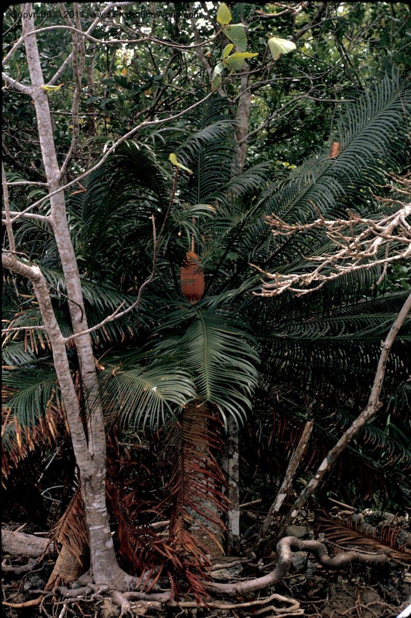 Cycas rumphii--Sabah. Sapi Isl. 9 Mar 1970. IMG028a.JPG