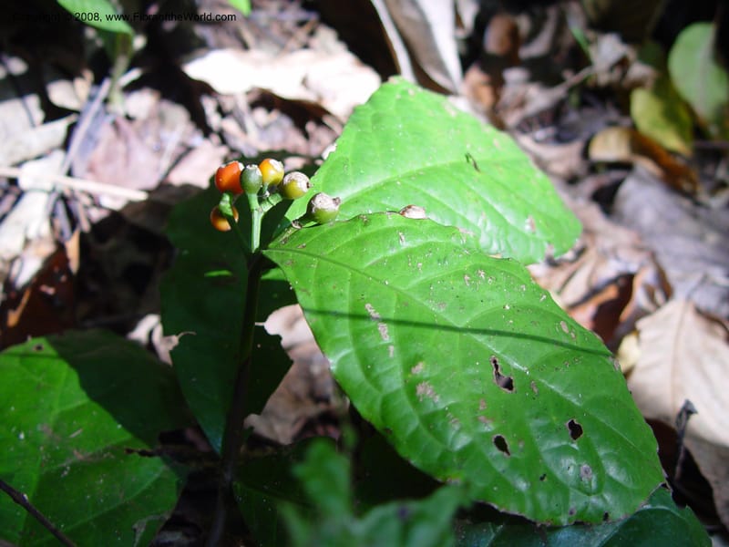 Psychotria--Cameroon. Limbe Botanic Garden. 7 Dec 03. 101.jpg