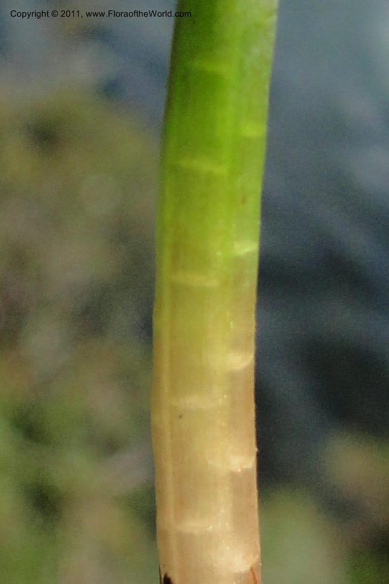 Isoetes, Ulloa 2110--Ecuador. P. N. Sangay. 6 June 2011. 318 (6).jpg