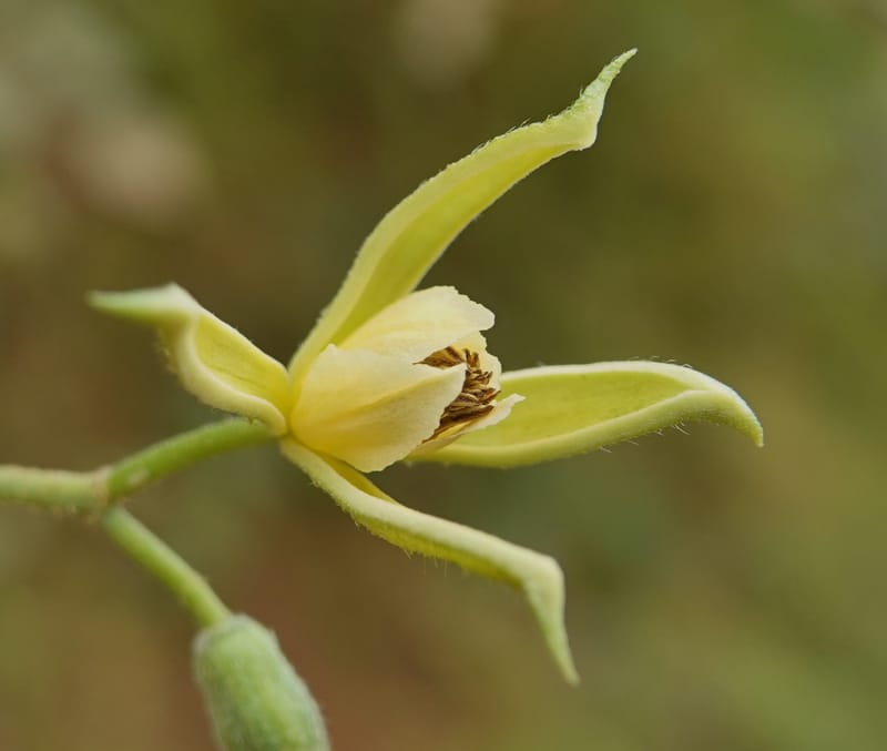 Grewia, C. Davidson 14070--Gabon. Maurel and Prom Rd. 24 Oct 2019. DSC02146 (37).JPG