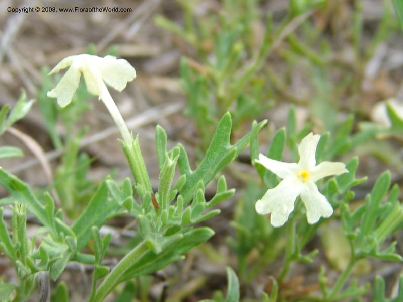 Chascanum pinatifidum--So.Africa. Mpumal. R577 N of Lydenburg. 16 Mch 05. 195.jpg