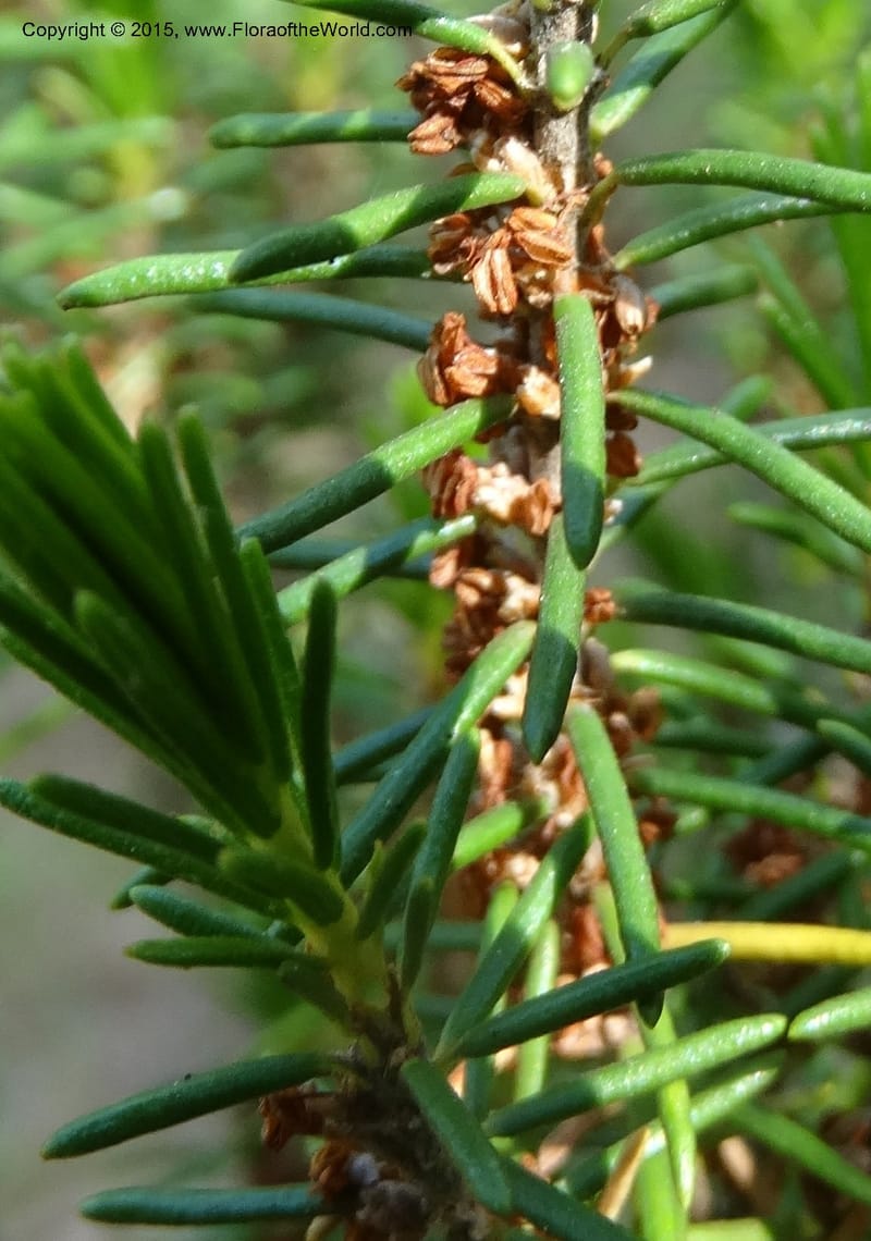 Ceratiola ericoides, Davidson, C 13062--South Carolina. Lexington Co. Redmond Rd. 20 May 2015. DSC06945 (3).JPG