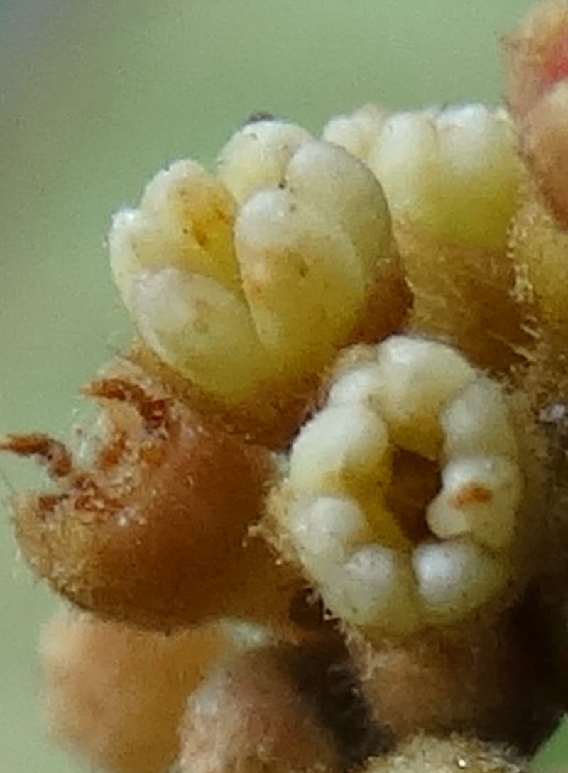 Alectryon vitiensis, Munzinger, J 7376--Fiji. Valeni Vill. 6 Nov 2015. DSC09910 (30).JPG