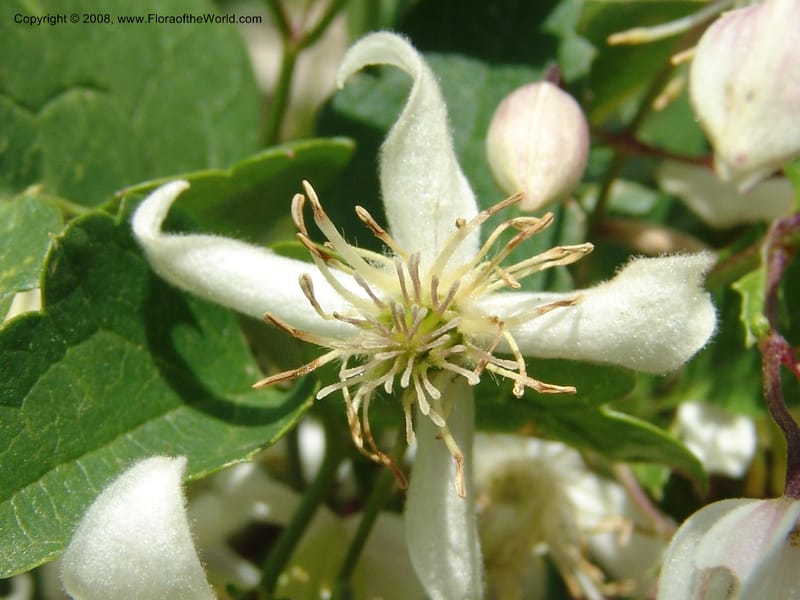Clematis brachiata--So.Africa. E. Cape. R58 SE of Lady Grey. 10 Mch 05. 056.jpg