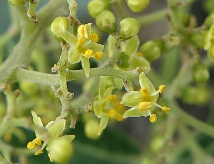 Schinus areira, Fortunato 13200--Argentina. Hwy 150 S of San Augustin. 9 Feb 2018. DSC09845 (55).JPG