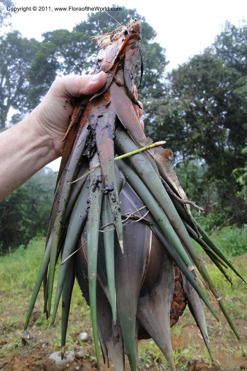 Pandanus joskei, M. Callmander 963-- Fiji. Area of Monasavu Dam I. 9 Feb 2011. 490 (41).jpg