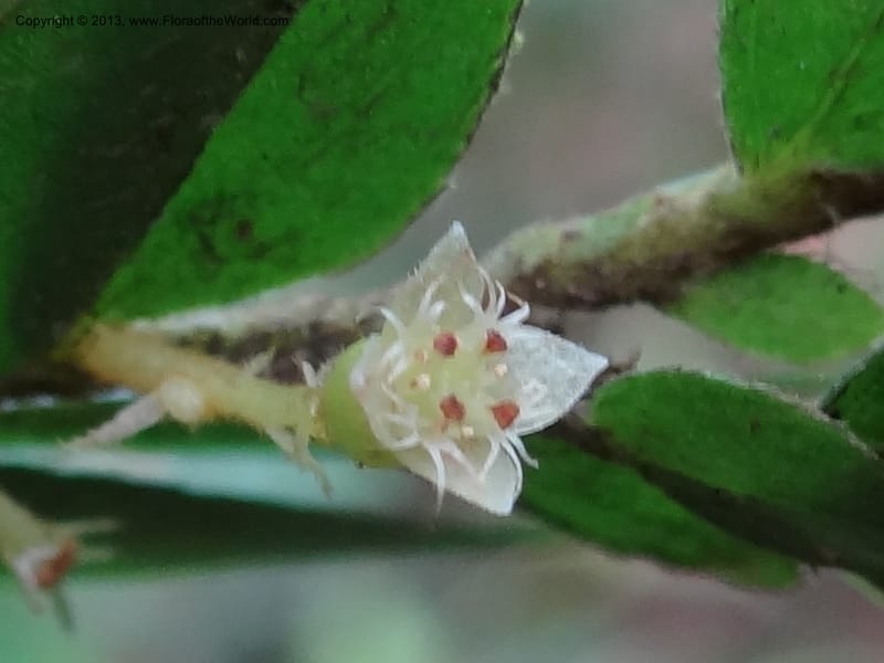 Anisophyllea disticha, San.153256--Malaysia, Sabah. Kebun Cina. 12 Apr 2012.  (23).JPG