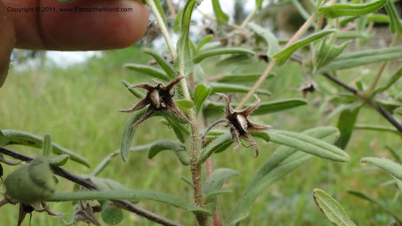 Trichodesma indicus, R. Gereau 7162--Tanzania. Kunduchi Beach Rd. Beachcomber Hotel. 7 May 2010. 042 (76).jpg