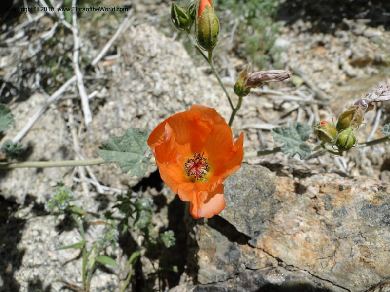 Sphaeralcea ambigua var. rosacea, C. Davidson 11661--California. Riverside Co. 1 April 2010. 234 (3).jpg
